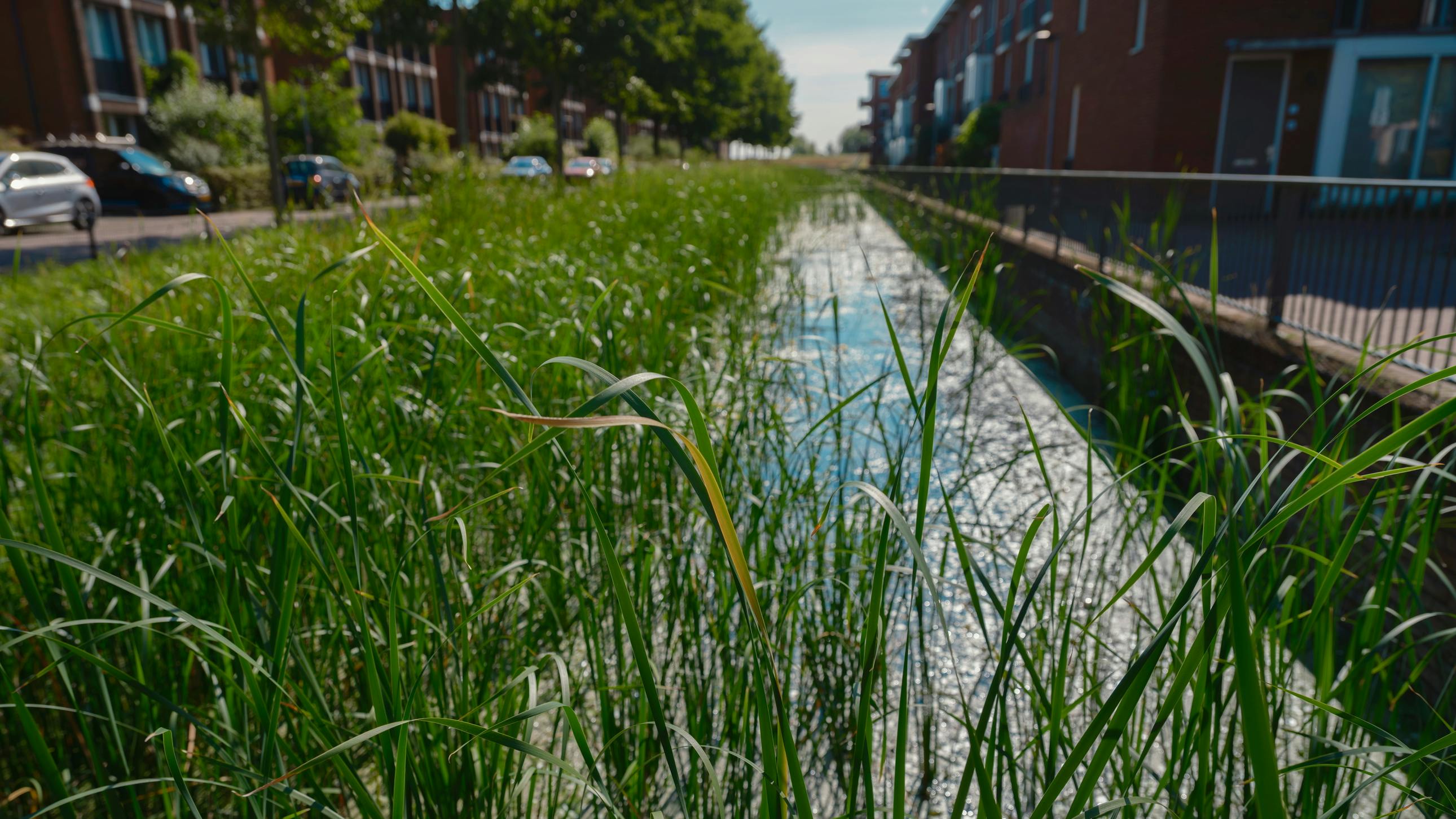 Residential Water Feature Vegetation