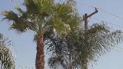 Www Tdworld Com Sites Tdworld com Files Uaa 42 Problem Palms Final Www Tdworld Com Sites Tdworld com Files Uaa 42 Problem Palms Final