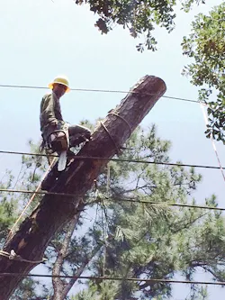 Www Tdworld Com Sites Tdworld com Files Uaa 42 Removing Pine Final Www Tdworld Com Sites Tdworld com Files Uaa 42 Removing Pine Final