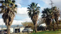 CenterPoint Energy, hazard trees CenterPoint Energy, hazard trees