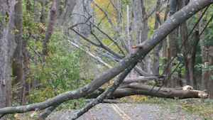 Ahead of the Storm: CL&P’s Vegetation Management Plan, post Hurricane Sandy