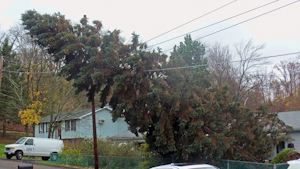 Tdworld 1466 Downedsprucetreeonpowerlineinwaldennyafterhurricanesandy
