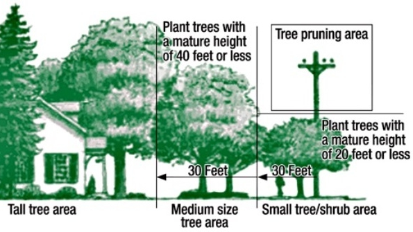 Tree information