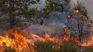 Tdworld 3435 Wildfire4