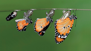 The monarch, shown here emerging from a chrysalis, is considered the “king” of the butterflies.