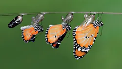 Sand County Foundation Monarch butterfly Sand County Foundation Monarch butterfly