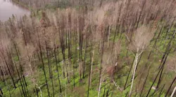 Tree Canada Tree Canada