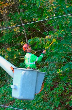 CMP tree trimming CMP tree trimming