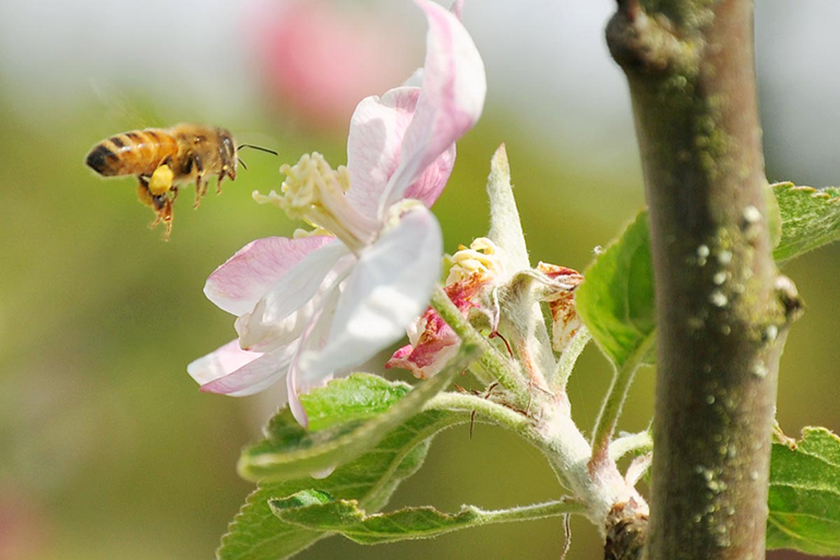 Bee-and-crabapple-blossom