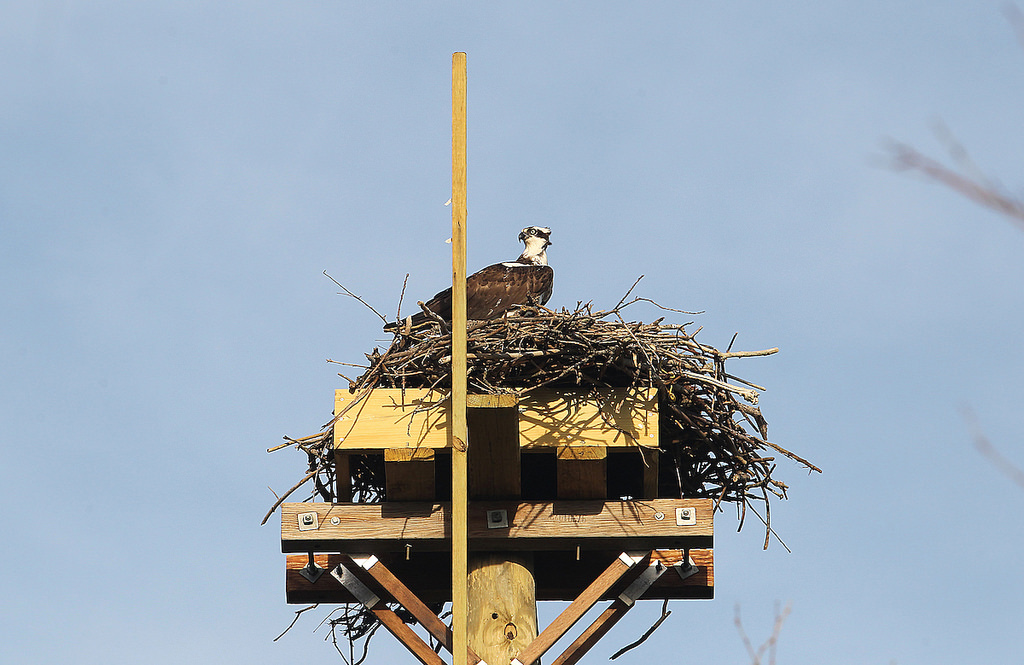osprey nest