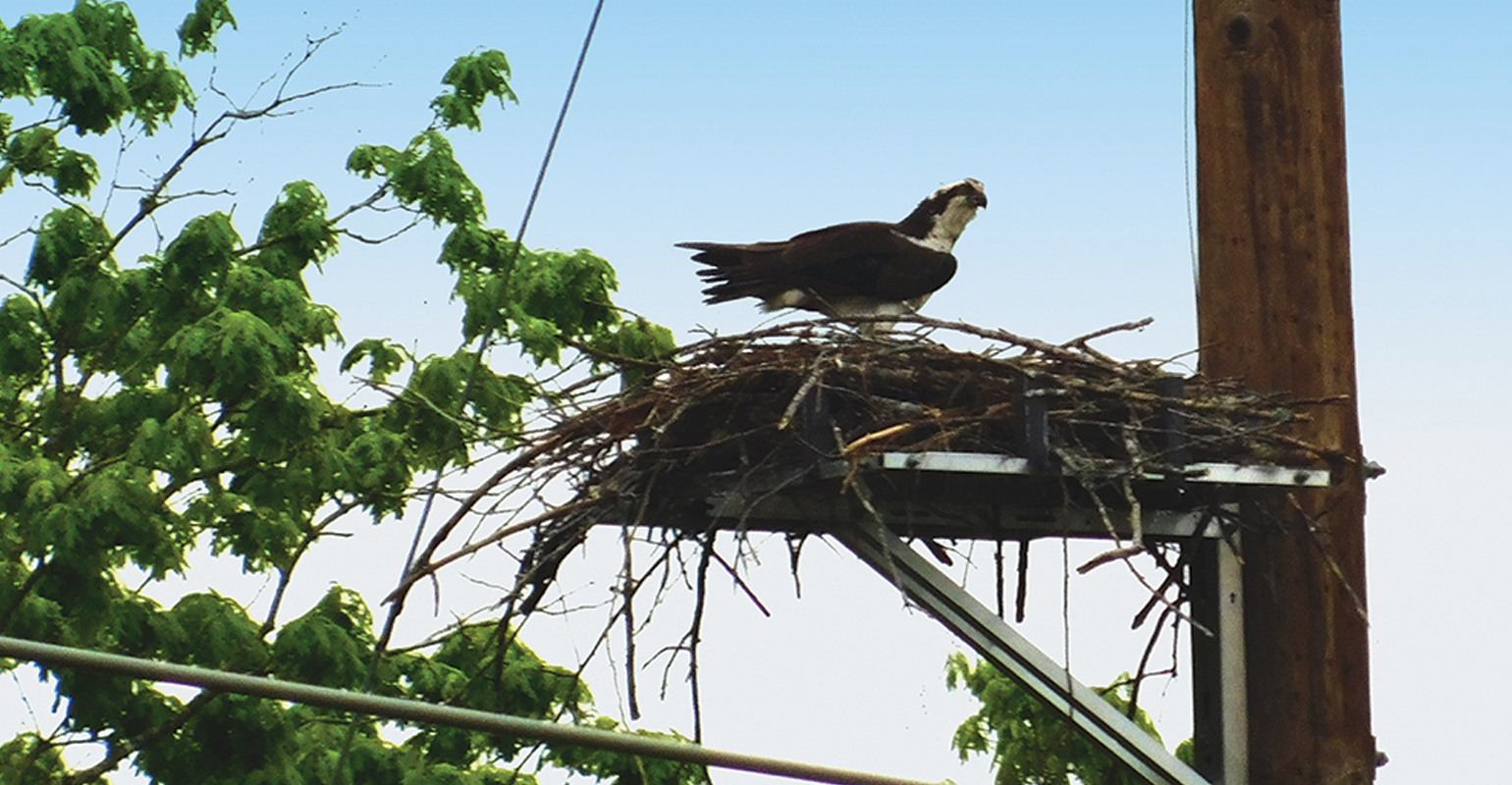 Dominion Energy, protecting nesting osprey