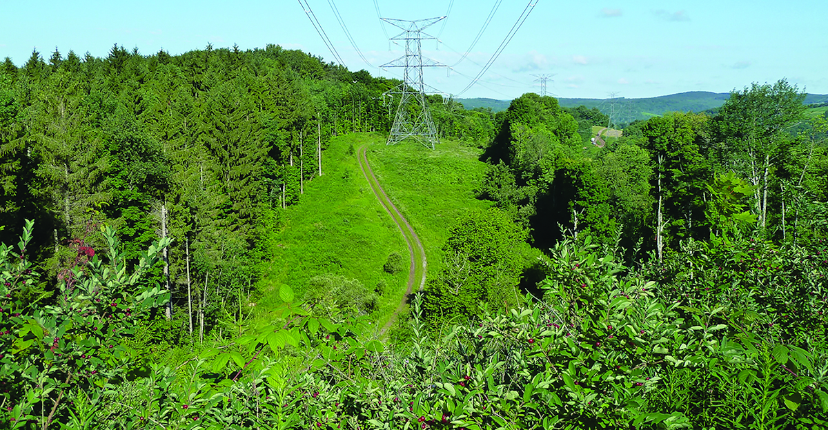 Use Ivm And Herbicides As A Least Cost Approach T D World