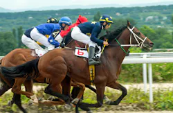 horse-marlenka.jpg horse-marlenka.jpg