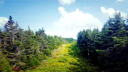 A grassy path with trees on either side A grassy path with trees on either side