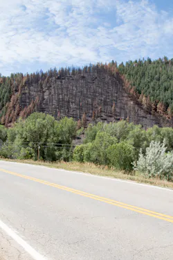 burned trees burned trees