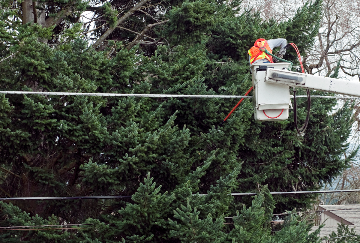 Hydro One To Trim Hazard Trees Across More Than 1 260 Kilometers Of Lines T D World