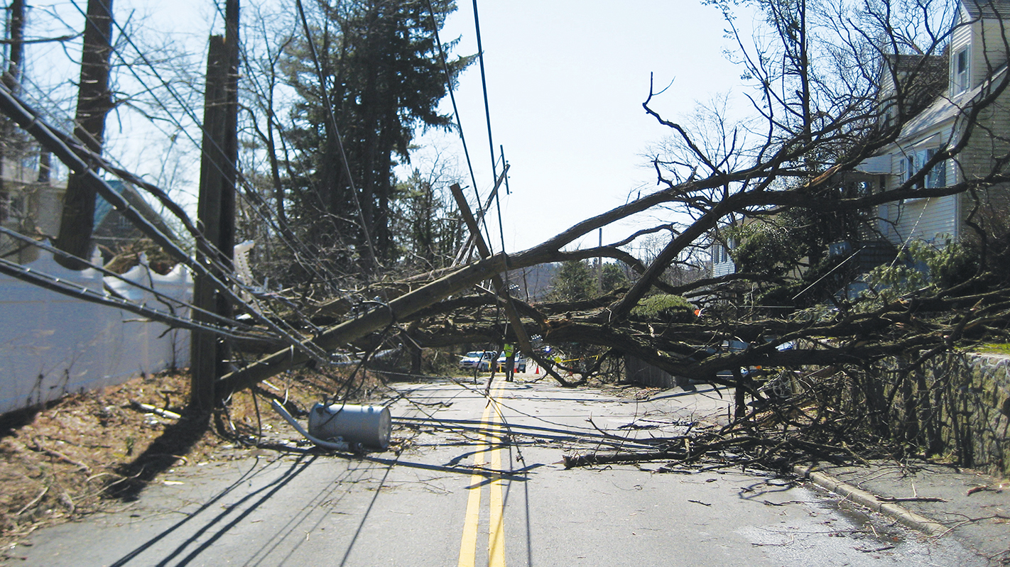 Storm winds can exert overwhelming force on the exposed crowns of trees in developed areas.