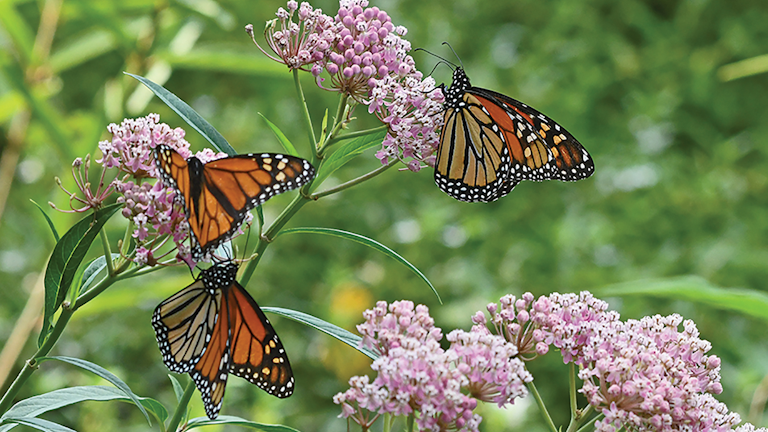 Miles Of Lines Miles Of Monarch Habitat T D World