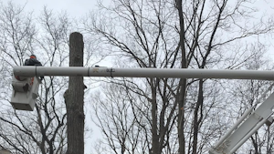 Aaa Tree Service 1