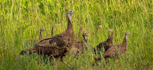 Nwtf Story Image1