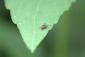Tick