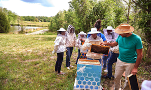 Sas Bee Hives
