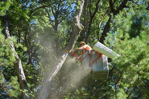 Tree Trimming 202023a5b40f1b5267e39dbdff3500e2e88e