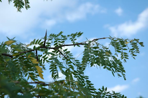 Locust Branch