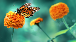 Dreamstime L 167030287