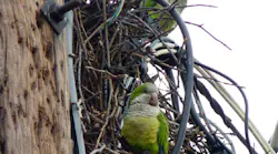A monk parakeet nest A monk parakeet nest