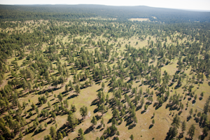 Example of a healthy forest.