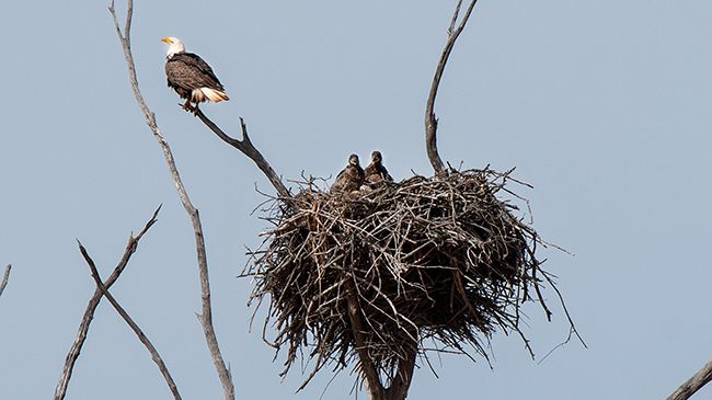 News Release Bald Eagle Nest Mid 5fd718a2c1b9d