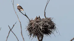 News Release Bald Eagle Nest Mid 5fd718a2c1b9d News Release Bald Eagle Nest Mid 5fd718a2c1b9d