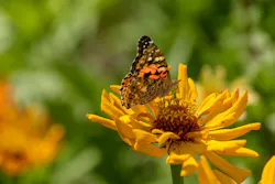 OG&E works to protect wildflowers that support pollinator species. OG&E works to protect wildflowers that support pollinator species.