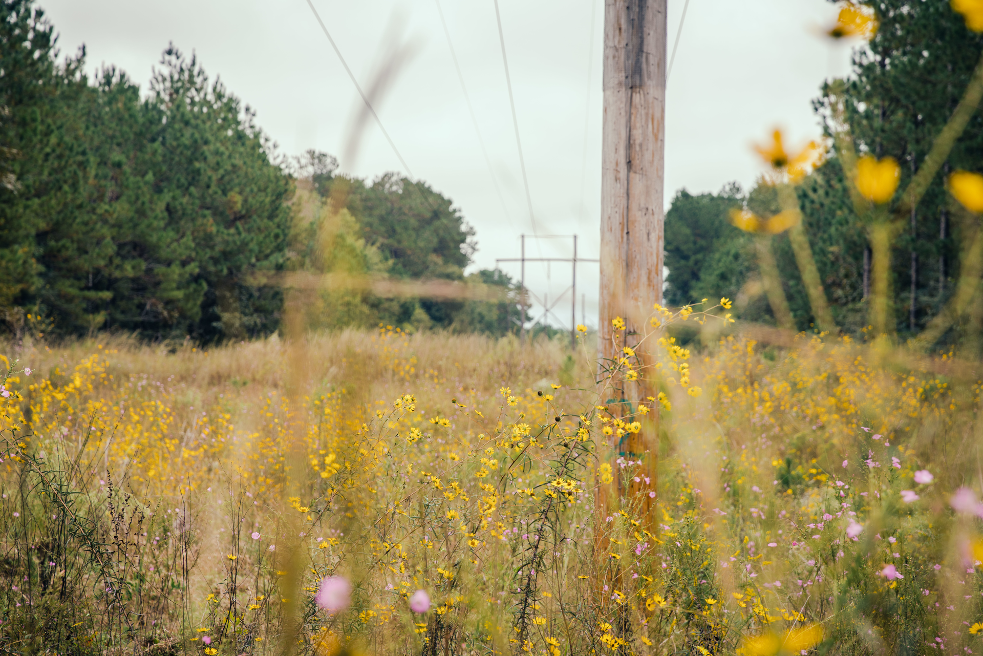 Incompatible vegetation can stunt the development of native plant communities.