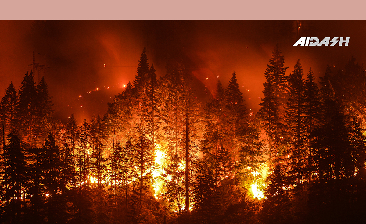 Forest fire impact on biodiversity essay image