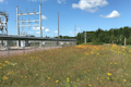 ECE's Denham, Minnesota, substation was in full bloom in August 2020, two years after native seeding as part of the substation's reconstruction.