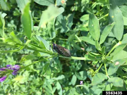 An adult spotted lanternfly on an alfalfa plant. Spotted lanternfly will feed on a large variety of plants from grasses and herbs to trees and vines. An adult spotted lanternfly on an alfalfa plant. Spotted lanternfly will feed on a large variety of plants from grasses and herbs to trees and vines.