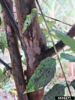 When spotted lanternfly feeds, it produces honeydew, a sugary waste product that coats surfaces beneath and acts as a growth medium for black sooty mold. In areas where SLF is abundant, it is common to see plants with black mold and sticky honeydew coating the leaves and stems. When spotted lanternfly feeds, it produces honeydew, a sugary waste product that coats surfaces beneath and acts as a growth medium for black sooty mold. In areas where SLF is abundant, it is common to see plants with black mold and sticky honeydew coating the leaves and stems.