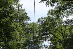 These medium-voltage power lines run directly through environmentally protected trees. These medium-voltage power lines run directly through environmentally protected trees.