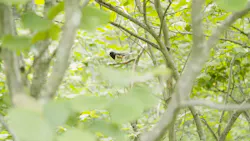 Cavm9 Vegm062 Video06 Brad Ross Sg01 625eced09d5c9 Cavm9 Vegm062 Video06 Brad Ross Sg01 625eced09d5c9