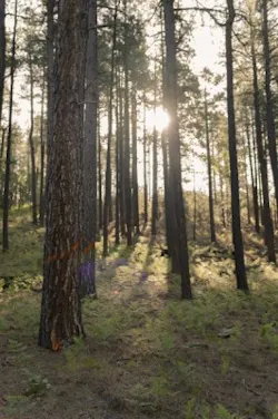 500 Bakerthinningprojecthfi9 500 Bakerthinningprojecthfi9