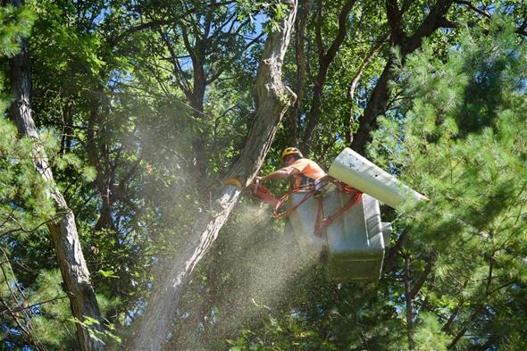 Tree Trimming 2020dd6cf20f1b5267e39dbdff3700e2e88e 6310e312ddb18