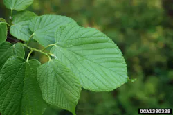 Chris Evans, University of Illinois, Bugwood.org Chris Evans, University of Illinois, Bugwood.org