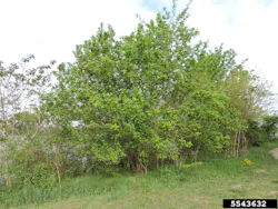 Richard Gardner, Bugwood.org Richard Gardner, Bugwood.org