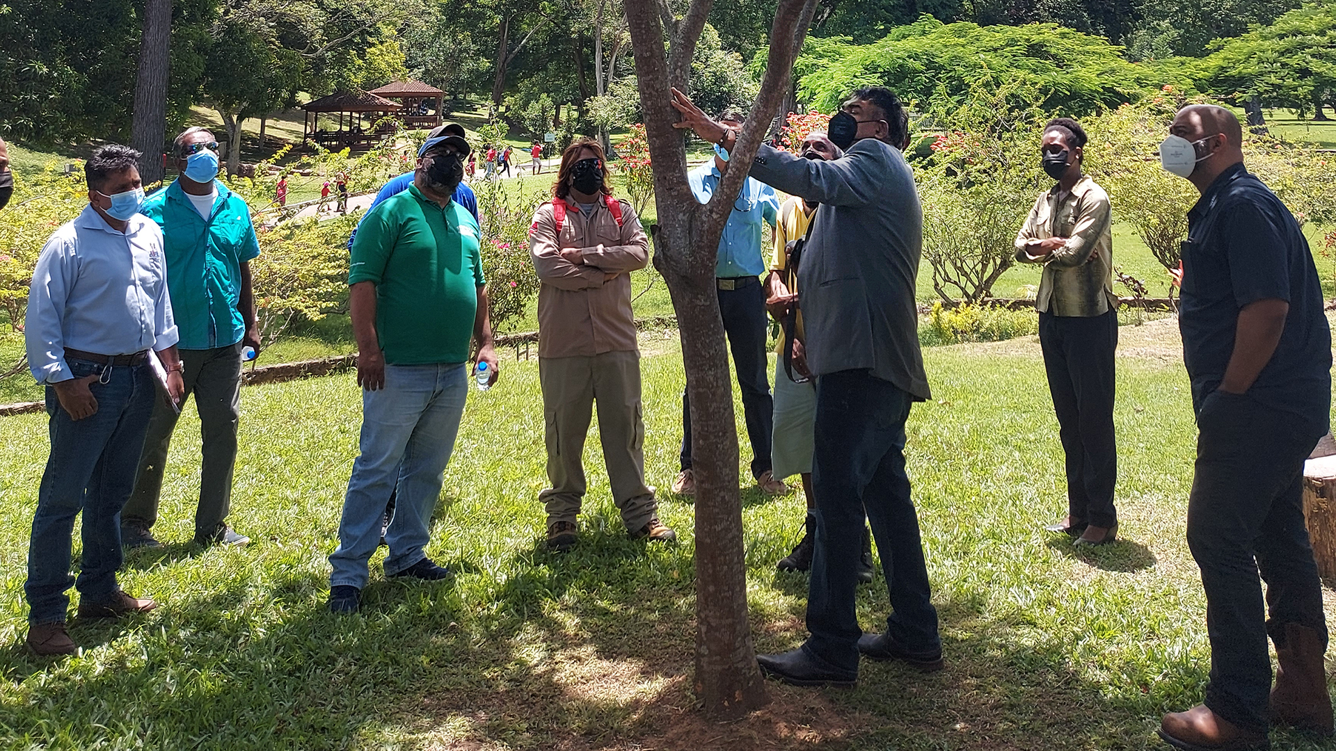 The planting of a golden shower tree (Cassia fistula) is an example of successful trees (four years of growth originated from a bagged seedling) in Port of Spain, the capital of Trinidad and Tobago. (Inset) The vibrant blooms of golden shower trees are important for pollinators.