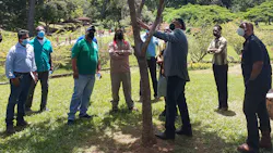The planting of a golden shower tree (Cassia fistula) is an example of successful trees (four years of growth originated from a bagged seedling) in Port of Spain, the capital of Trinidad and Tobago. (Inset) The vibrant blooms of golden shower trees are important for pollinators. The planting of a golden shower tree (Cassia fistula) is an example of successful trees (four years of growth originated from a bagged seedling) in Port of Spain, the capital of Trinidad and Tobago. (Inset) The vibrant blooms of golden shower trees are important for pollinators.