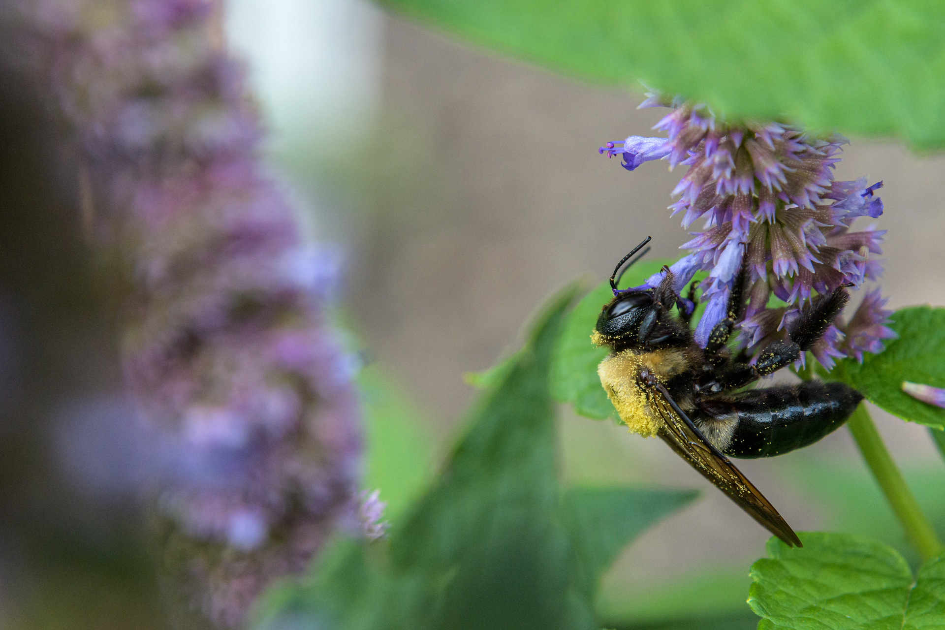 Corteva Br Aug2020 8