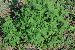 Common ragweed can be found in every state except Alaska. Common ragweed can be found in every state except Alaska.