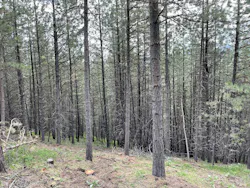 Forested section of Boise National Forest that has not been treated for fuel reduction. This area is slated for work in 2024. Forested section of Boise National Forest that has not been treated for fuel reduction. This area is slated for work in 2024.